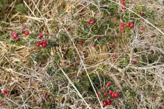 Prickly heath with red berries