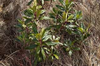 Small rhododendron plant