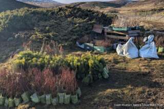 Young trees in bags sat on the grass