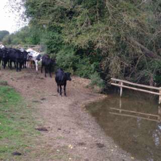 Cows standing on the riverbank