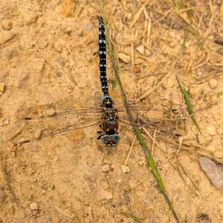 Dragon fly at rest on brown soil
