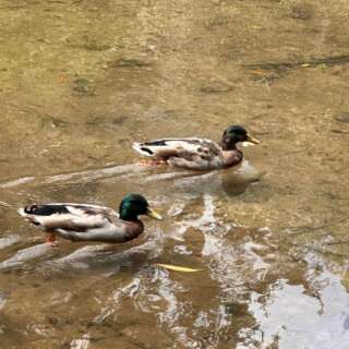Two male mallard ducks next to each other on shallow water