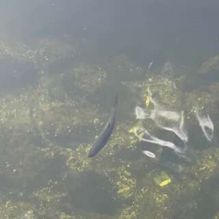 Small fish near the surface of a shall river