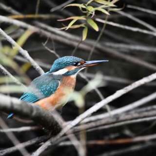 Kingfisher sat of a branch in the midst of other branches