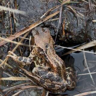 Frog in a pool of water