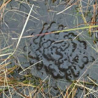 Frog spawn in a shallow pool