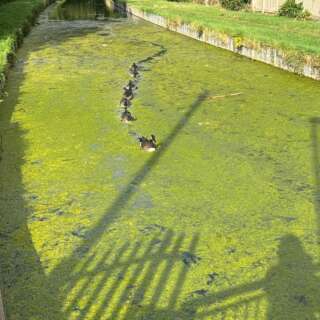 Water of a river covered in green duck weed with a line of ducks swimming through it