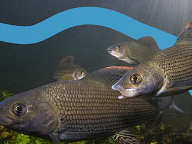 fish swimming with river graphic in the background