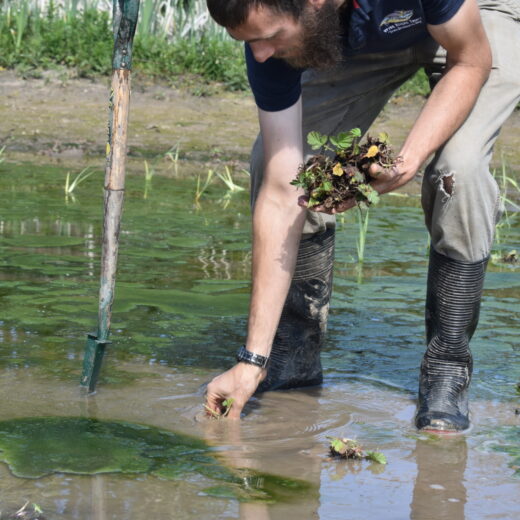 man planting wetland