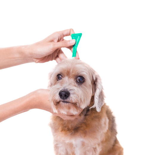 Dog flea treatment