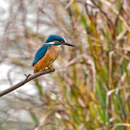 A kingfisher sat on a small branch over a river with reeds in the background