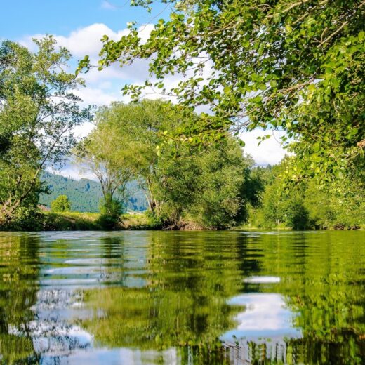 Close up of river with trees in leaf lining the banks