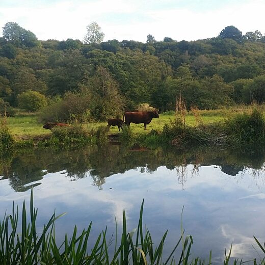Cow next to river