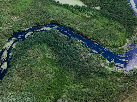 Aerial view of river bordered by forest