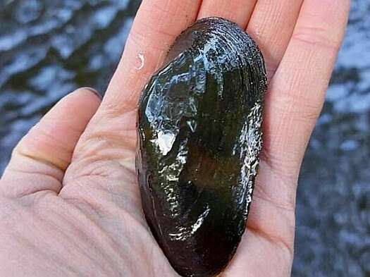A large, dark grey mussel sits in the palm of an outstretched hand over the water