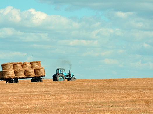 Tractor carrying hay bales in field