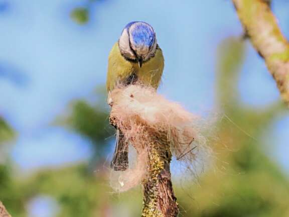 A blue tit looks at a bundle of animal hair it has collected