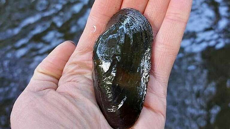A large, dark grey mussel sits in the palm of an outstretched hand over the water