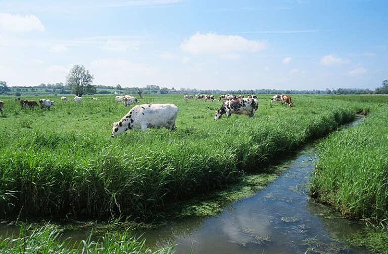White cows with brown spots stood in long grass next to a river