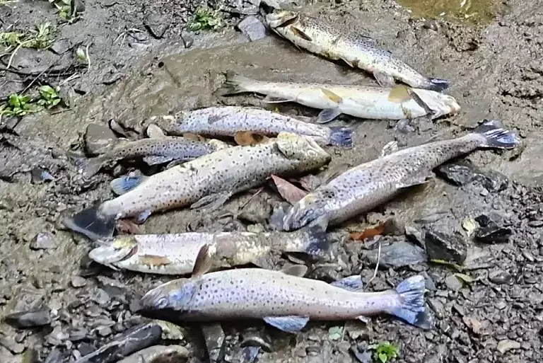 Dead river fish