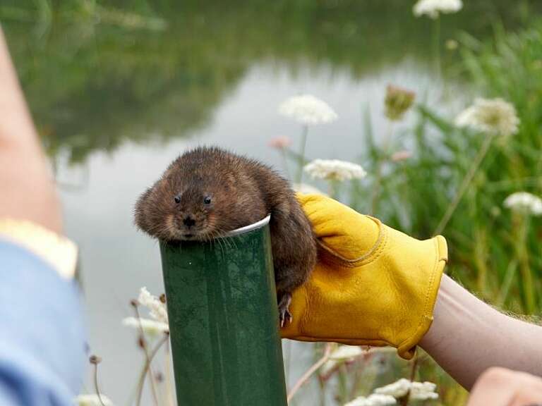 A small, brown, furry water vole is held by a hand in a yellow glove on top of a small green tube for a moment before being released into the wild