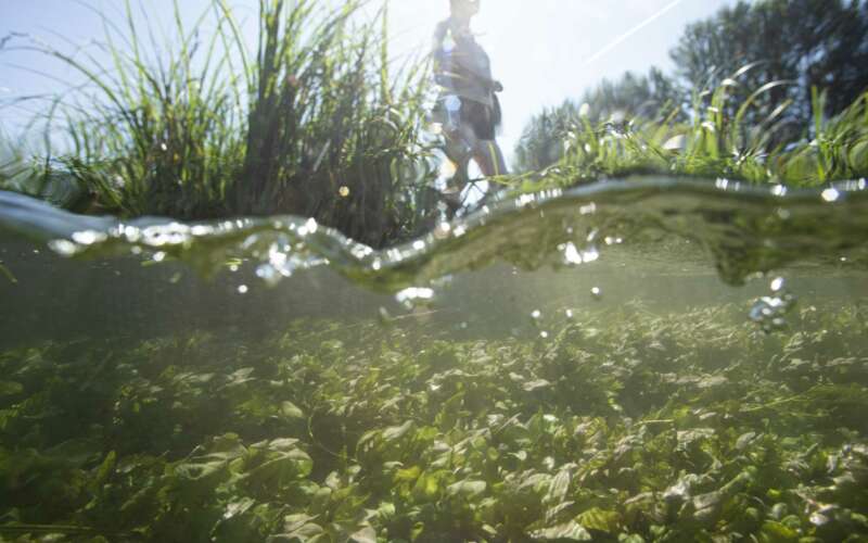 a split-screen image of life beneath the water in a river with a person walking along the riverbank above