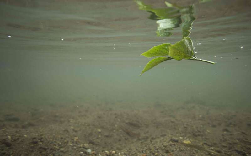 Underwater leaf