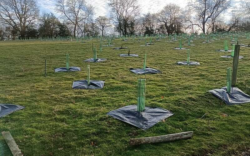 Newly planted trees in Devon