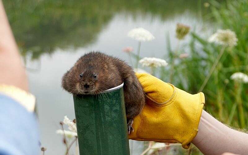 A small, brown, furry water vole is held by a hand in a yellow glove on top of a small green tube for a moment before being released into the wild