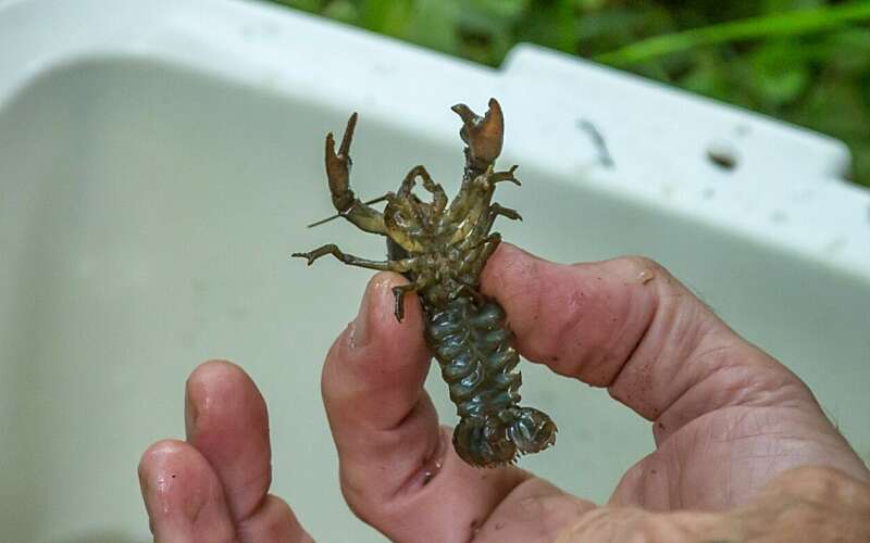 a hand holds a small crayfish