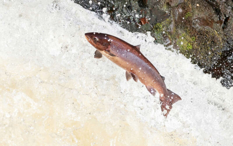 Atlantic salmon leaping in river