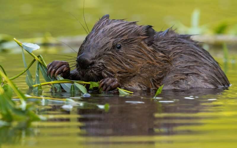 A fluffy brown beaver sits in shallow water chewing a small branch of green willow