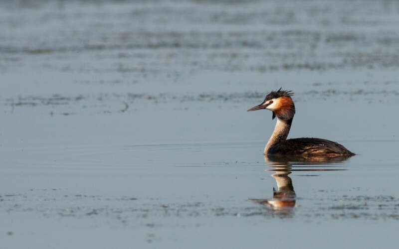 Crested grebe in river