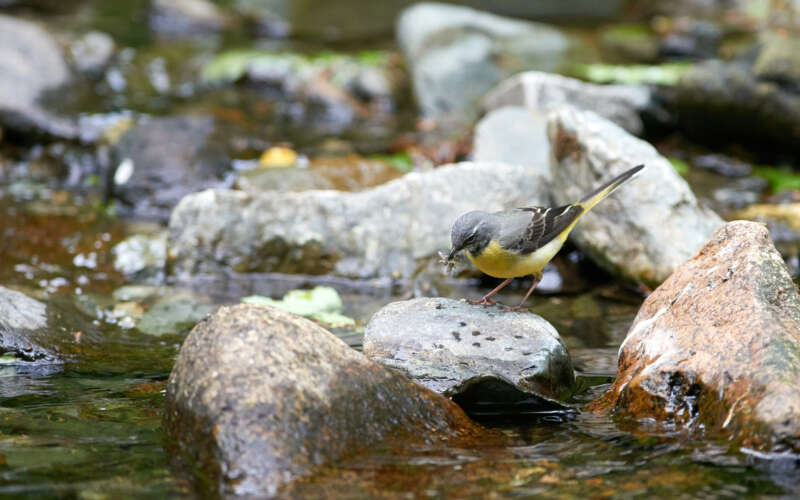 Grey wagtail in river