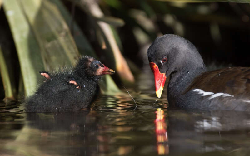 Moorhen in river