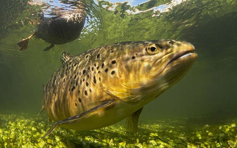 underwater image of a large brown spotty fish