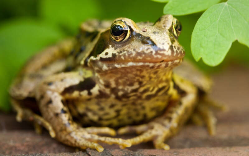 Frog beside river