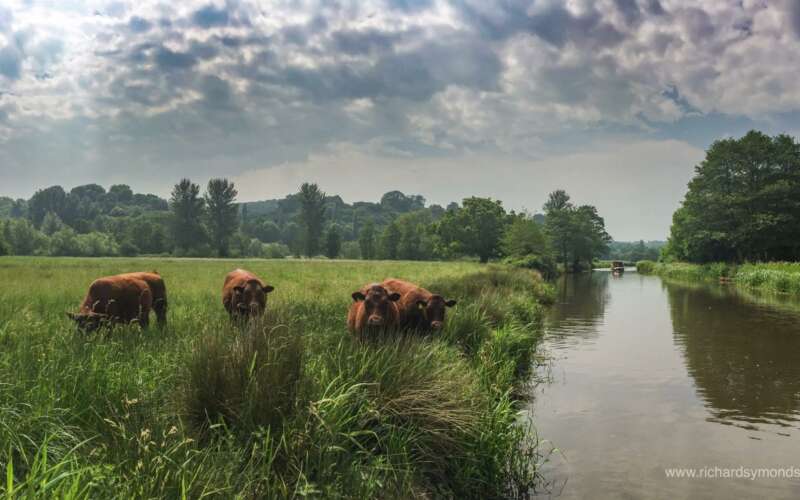 Cows by river