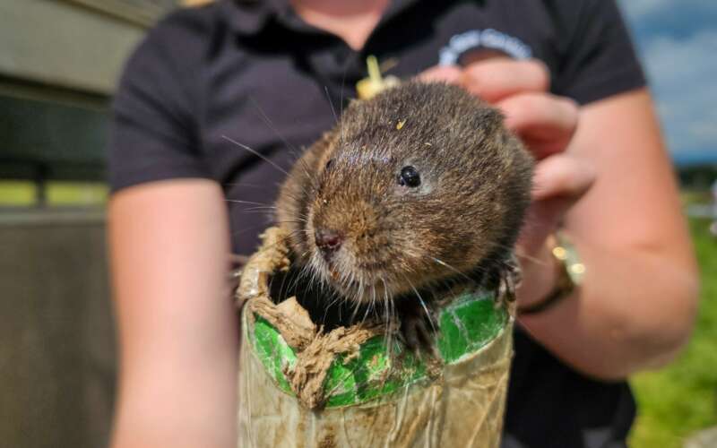 a small brown mammal is held on a cardboard tube