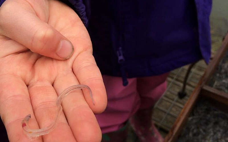 an outstretched hand shows a tiny, transparent glass-like baby eel to the camera