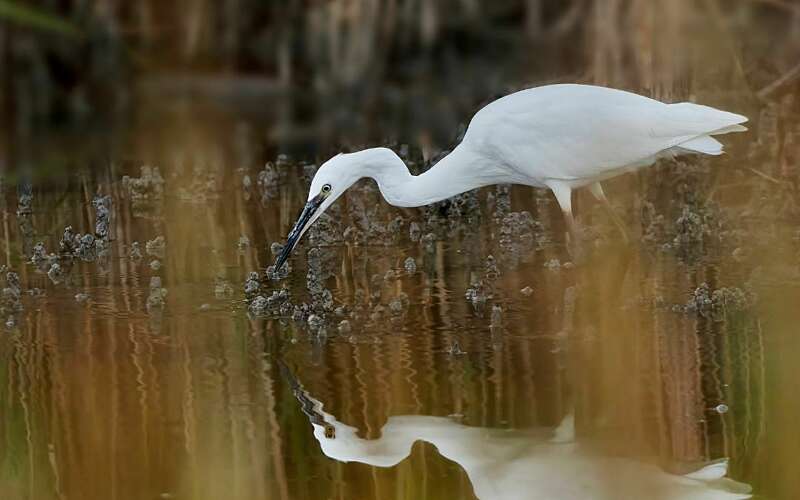 Egret