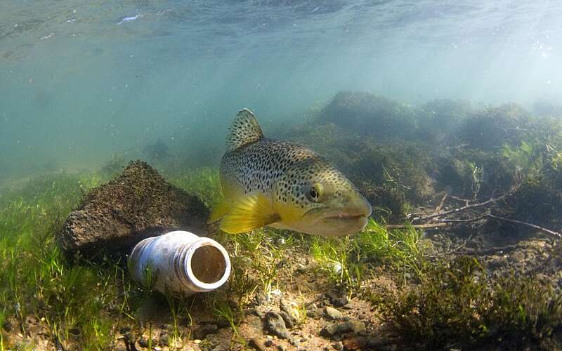 Underwater litter and fish