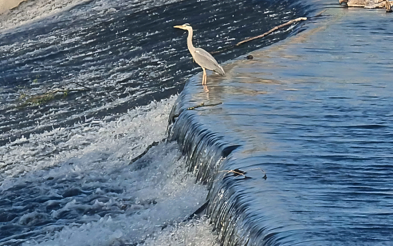 A grey heron sat at the edge of water flowing over a weir