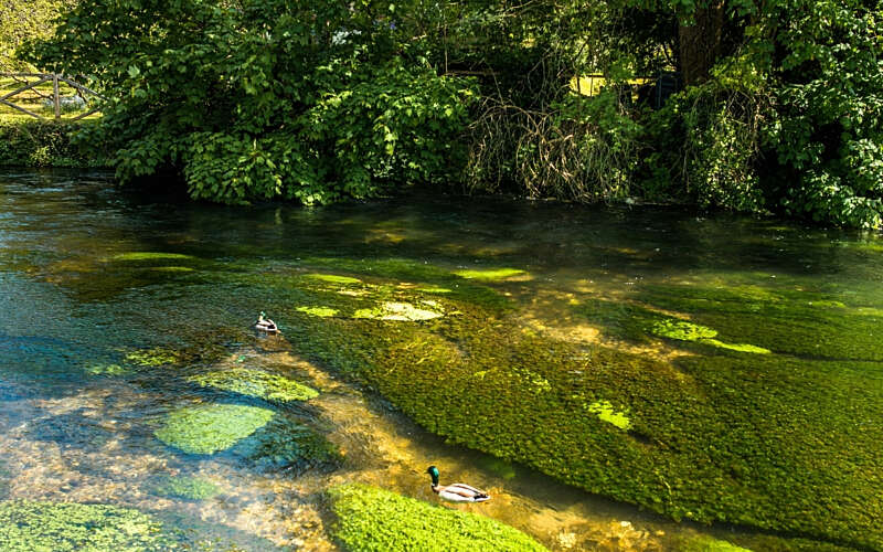 A chalk stream and ducks