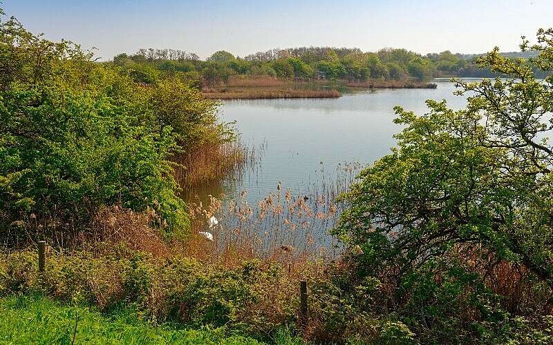 Stock image of a wetland surrounded by vegetation