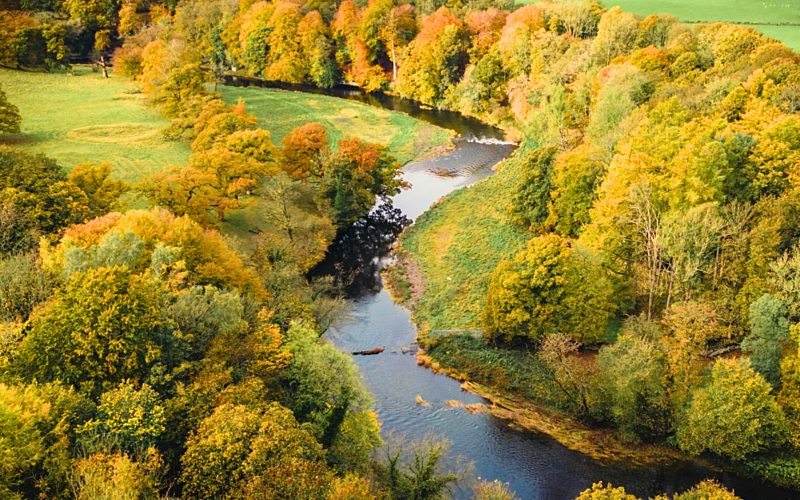 Aerial view of river running through trees