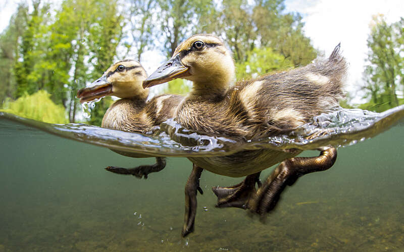 ducklings