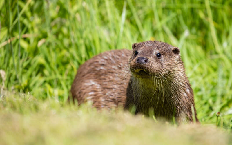 Otter beside river