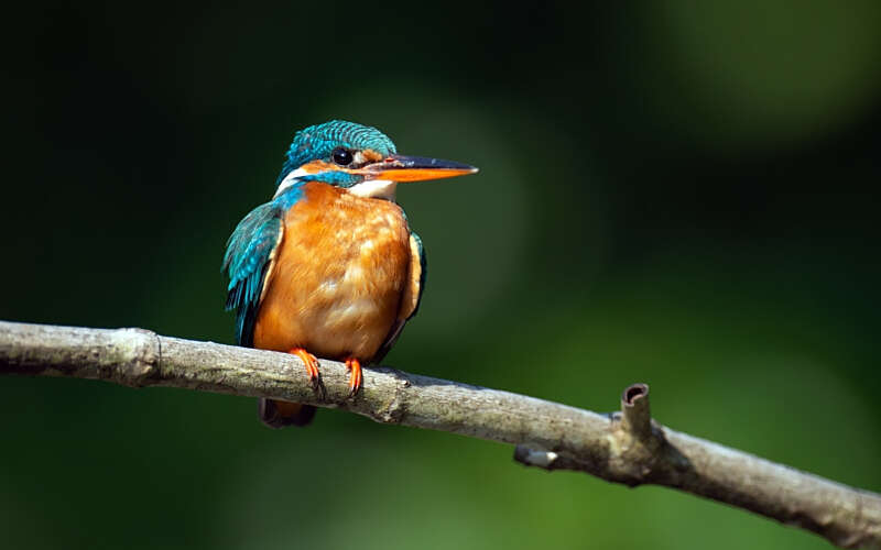 Kingfisher