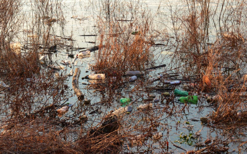 Plastic pollution